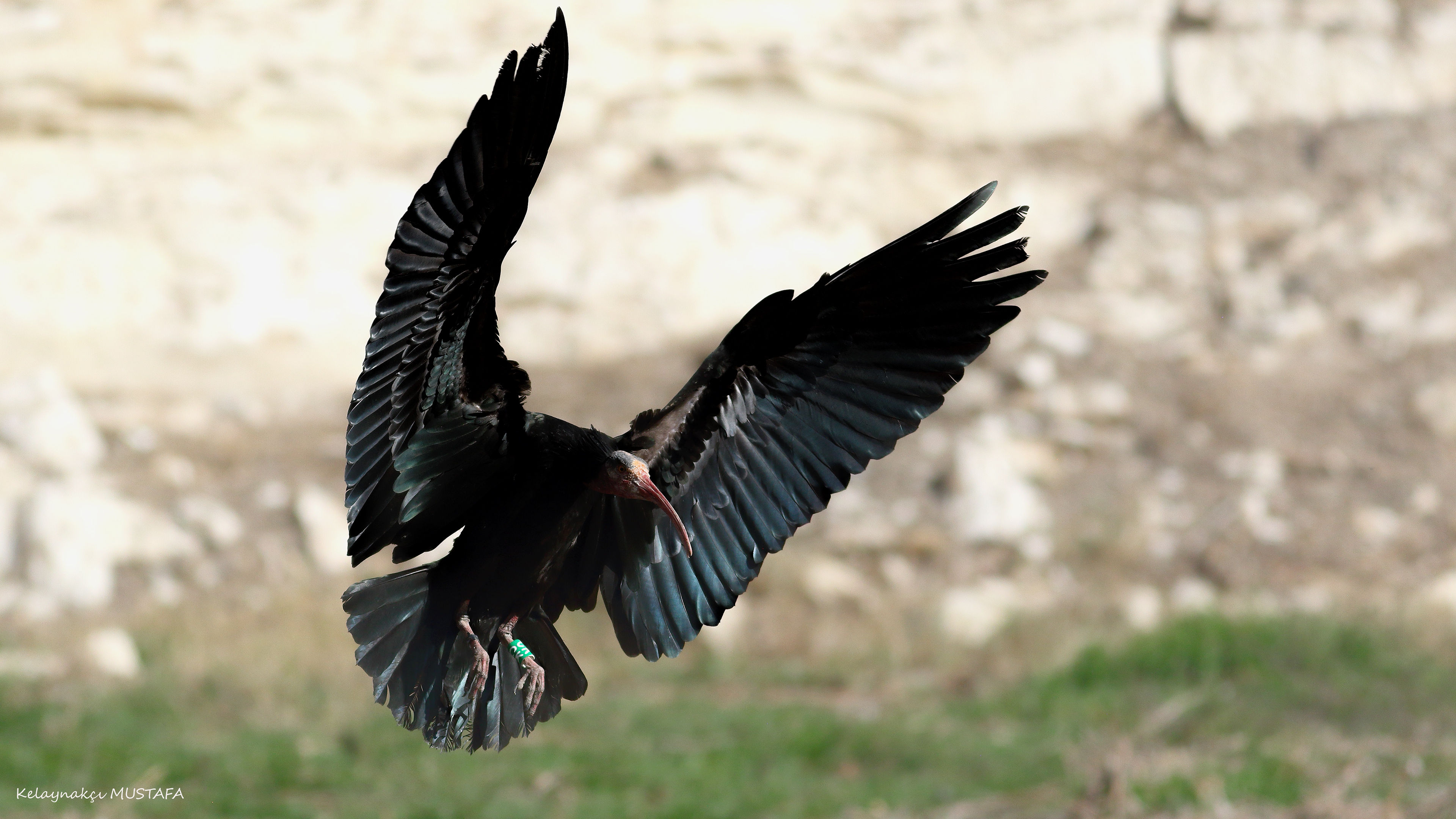 Northern Bald Ibis